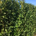 babermeggy-k5-genolia