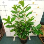 babermeggy-novita-k4-00