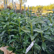 Prunus laurocerasus Genolia K5,6 - Oszlopos babérmeggy - Image 5