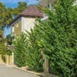 Cupressocyparis leylandii Blue jeans K2 - Blue jeans leylandi ciprus