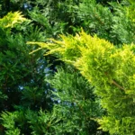 Cupressocyparis x leylandii Castlewellan Gold K2 - Arany leylandi ciprus