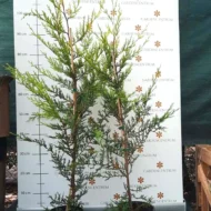 Cupressocyparis x leylandii Castlewellan Gold K2 - Arany leylandi ciprus - Image 2