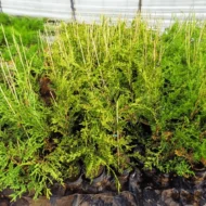 Cupressocyparis x leylandii Castlewellan Gold K2 - Arany leylandi ciprus - Image 6
