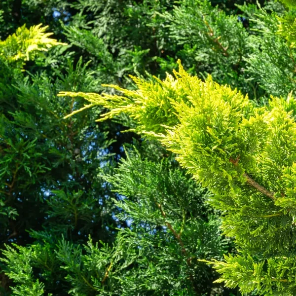 Cupressocyparis x leylandii Castlewellan Gold K2 - Arany leylandi ciprus