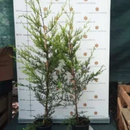 Cupressocyparis x leylandii Castlewellan Gold K2 - Arany leylandi ciprus - Image 3