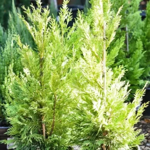 Cupressocyparis x leylandii Gold Rider - Sárga leylandi ciprus cserép