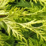 Cupressocyparis x leylandii Gold Rider - Sárga leylandi ciprus levél
