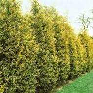 Cupressocyparis x leylandii Gold Rider - Sárga leylandi ciprus sövény