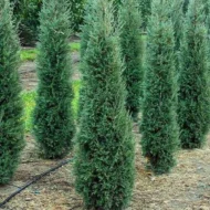 Cupressocyparis x leylandii Haggerston Grey - Szürkészöld leylandi ciprus - Image 2