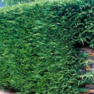 Cupressocyparis x leylandii Haggerston Grey - Szürkészöld leylandi ciprus - Image 3