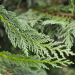 Cupressocyparis x leylandii Haggerston Grey - Szürkészöld leylandi ciprus_levele