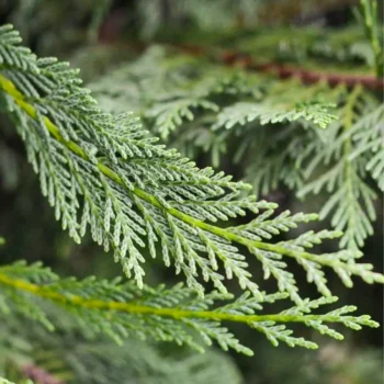 Cupressocyparis x leylandii Haggerston Grey - Szürkészöld leylandi ciprus_levele