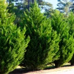 Cupressocyparis x leylandii K3 - Leylandi ciprus