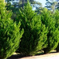 Cupressocyparis x leylandii K3 - Leylandi ciprus