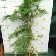 Cupressocyparis x leylandii K3 - Leylandi ciprus - Image 8