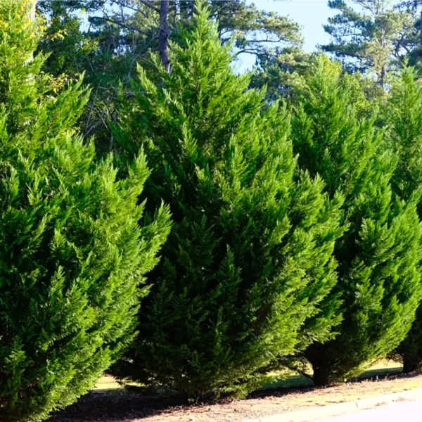Cupressocyparis x leylandii K3 - Leylandi ciprus