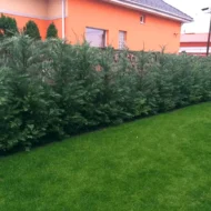 Cupressocyparis x leylandii P9 - Leylandi ciprus - Image 3