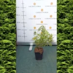 Cupressocyparis x leylandii P9 - Leylandi ciprus