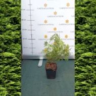 Cupressocyparis x leylandii P9 - Leylandi ciprus