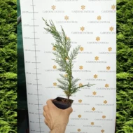 Cupressocyparis x leylandii P9 - Leylandi ciprus - Image 2