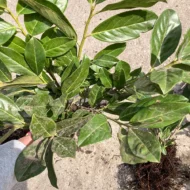 P. laurocerasus Novita - Szabadgyökerű babérmeggy 10 darabos 3
