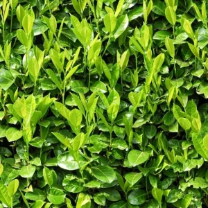 P. laurocerasus Novita - Szabadgyökerű babérmeggy 10 darabos