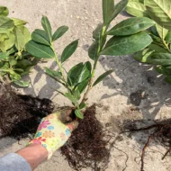 P. laurocerasus Novita - Szabadgyökerű babérmeggy 10 darabos 4