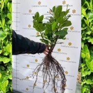 P. laurocerasus Novita - Szabadgyökerű babérmeggy 10 darabos_metszett_