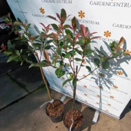 Photinia fraserii MT60 Carré Rouge - Magastörzsű korallberkenye