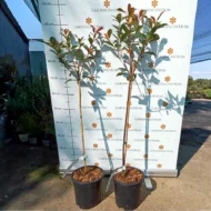 Photinia fraserii MT60 Carré Rouge - Magastörzsű korallberkenye 2