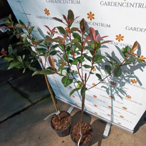 Photinia fraserii MT60 Carré Rouge - Magastörzsű korallberkenye