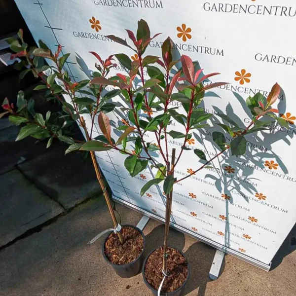 Photinia fraserii MT60 Carré Rouge - Magastörzsű korallberkenye