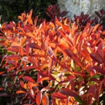 Photinia x fraserii Camilvy K2 - Korallberkenye