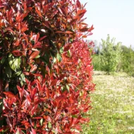 Photinia x fraserii Camilvy K2 - Korallberkenye - Image 5