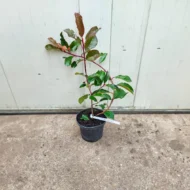 Photinia x fraserii Camilvy K2 - Korallberkenye - Image 4
