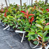 Photinia x fraserii Camilvy K2 - Korallberkenye - Image 3