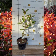 Photinia x fraserii Camilvy K2 - Korallberkenye - Image 2