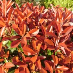 Photinia x fraserii Little Red Robin K2 - Törpe korallberkenye
