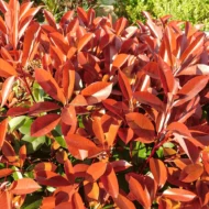 Photinia x fraserii Little Red Robin K2 - Törpe korallberkenye
