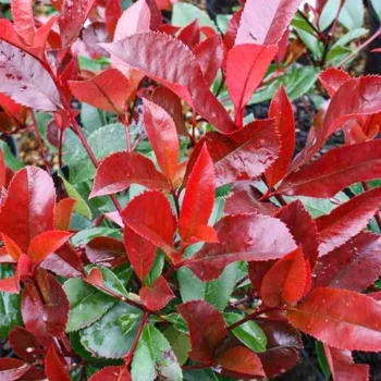 Photinia x fraserii Little Red Robin K2 - Törpe korallberkenye 2