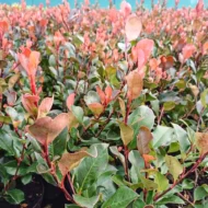Photinia x fraserii Little Red Robin K2 - Törpe korallberkenye_cserepes