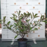Photinia x fraserii Pink Marble® K2 - Korallberkenye