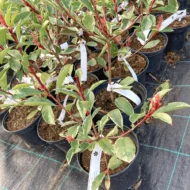 Photinia x fraserii Pink Marble® K2 - Korallberkenye - Image 5