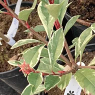 Photinia x fraserii Pink Marble® K2 - Korallberkenye - Image 4