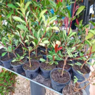 Photinia x fraserii Pink Marble® K2 - Korallberkenye - Image 3