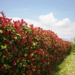 Photinia x fraserii Red Robin K2 - Korallberkenye