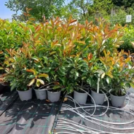 Photinia x fraserii Red Robin K2 - Korallberkenye 2