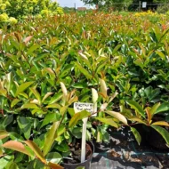 Photinia x fraserii Red Robin K2 - Korallberkenye 3