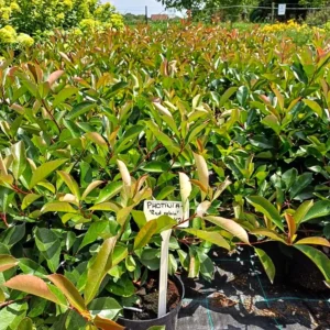 Photinia x fraserii Red Robin K2 - Korallberkenye 3