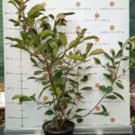 Photinia x fraserii Red Robin K3 - Korallberkenye